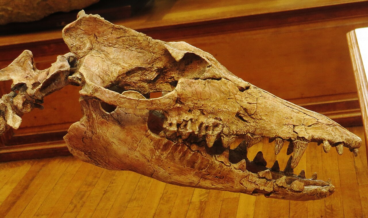 Museum-displayed Pakicetus skull viewed from the side